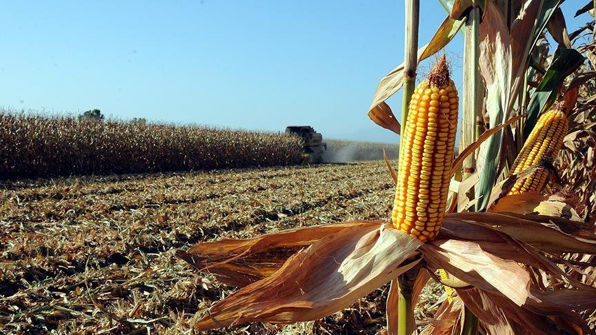 Rekor Mısır Hasadı ve Ticaret Savaşları ABD Çiftçisini Vuruyor