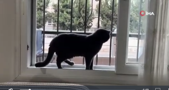 Hataylı Mustafa Şimşek ve Kedisi Duman Omuz Omuza Geziyor