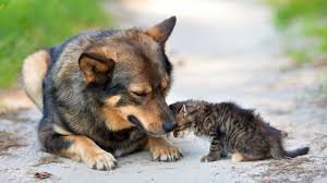 Erzurum Sokakları Boşaldı: Dev Barınak Projesi ve Radikal Karar