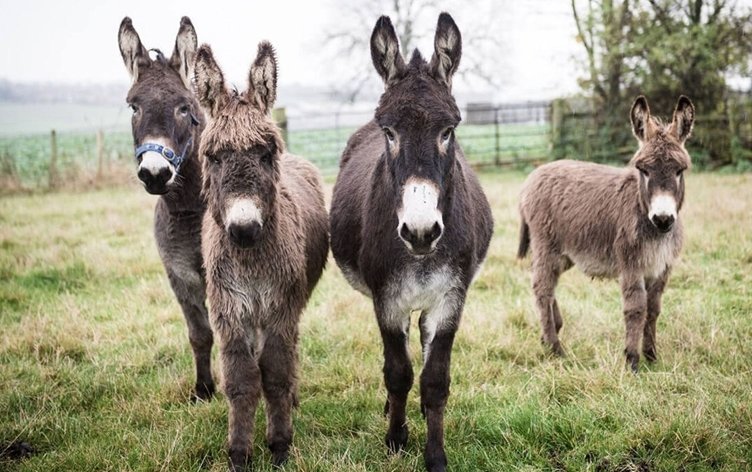 Türkiye'de eşek sayısı yüzde 83 azaldı