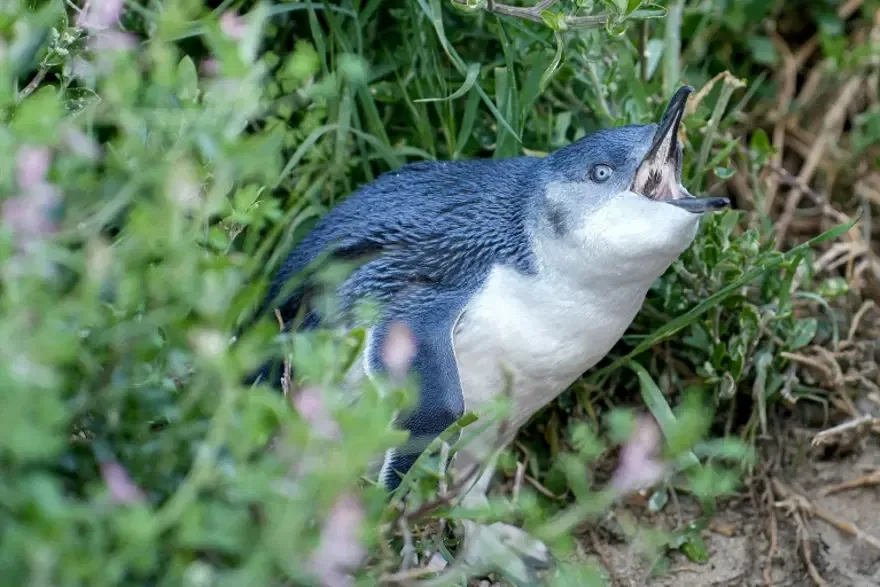 Penguenleri kuş gribine karşı korumak için aşılama çalışması başlatıldı