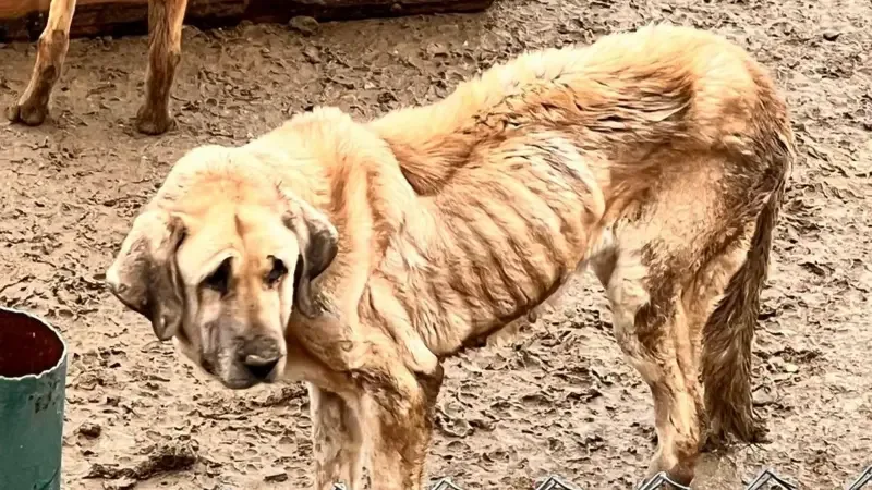 Sokak hayvanları düzenlemesinin ikinci yılı: Sahada yaşananlar ve tarafların görüşleri