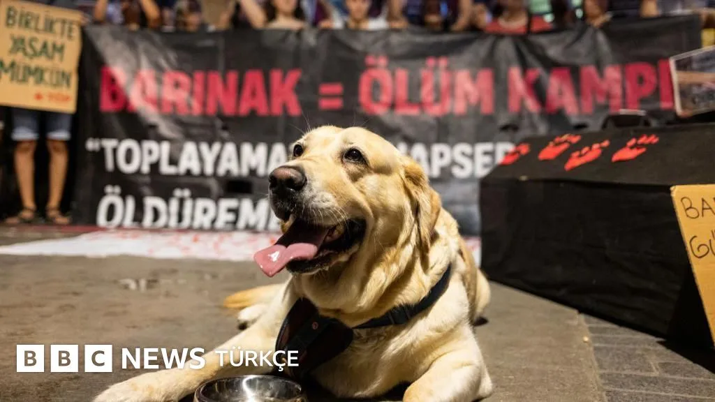 Sokak hayvanları düzenlemesinin ikinci yılı: Sahada yaşananlar ve tarafların görüşleri