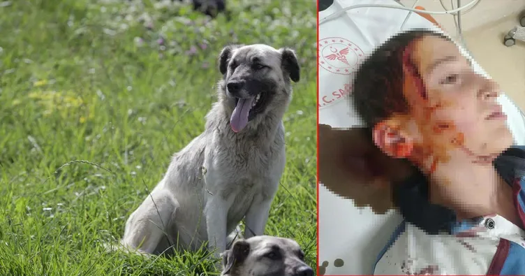 İzmir'deki köpek dehşetine ders gibi ceza: 11 yaşındaki çocuğun yüzünü parçalamıştı!