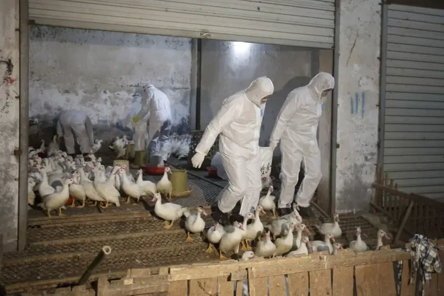 İlk kez bir memelide H5N1 kuş gribi virüsü tespit edildi