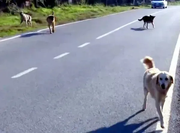 İzmir'deki köpek dehşetine ders gibi ceza: 11 yaşındaki çocuğun yüzünü parçalamıştı!