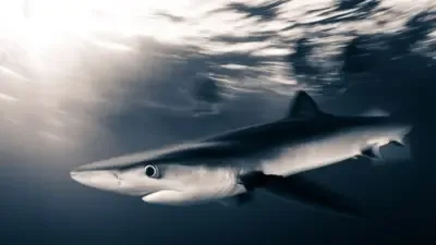 İran'ın Hürmüz Boğazı'nı açmak için Trump'tan altı talebi