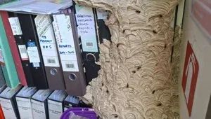 Sarhoş yaban arıları ortalığı karıştırdı