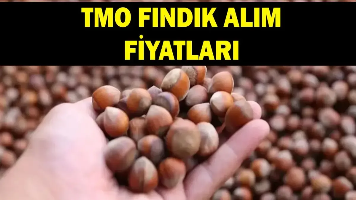 TMO Fındık Alım Fiyatları Açıklandı