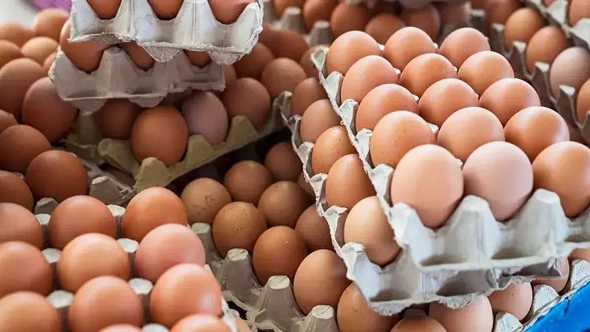 İngiltere'de Salmonella Salgını: 207 Vaka Tespit Edildi
