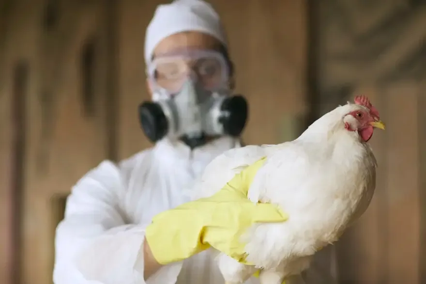 İlk kez bir memelide H5N1 kuş gribi virüsü tespit edildi