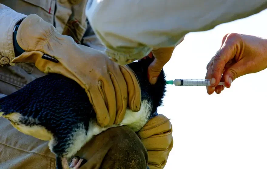 Penguenleri kuş gribine karşı korumak için aşılama çalışması başlatıldı