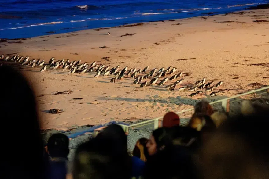 Penguenleri kuş gribine karşı korumak için aşılama çalışması başlatıldı