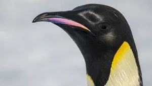 Penguenleri kuş gribine karşı korumak için aşılama çalışması başlatıldı