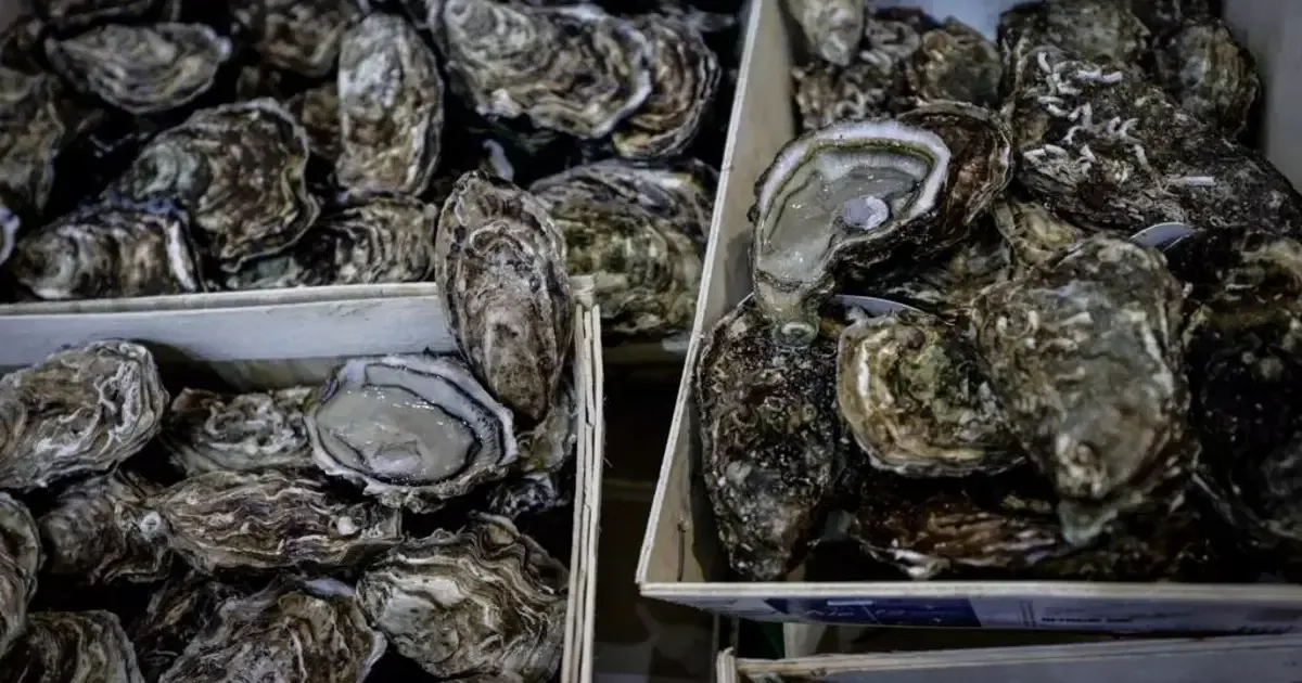 Avustralya'da 250 bin dolar değerindeki istiridyeler çalındı