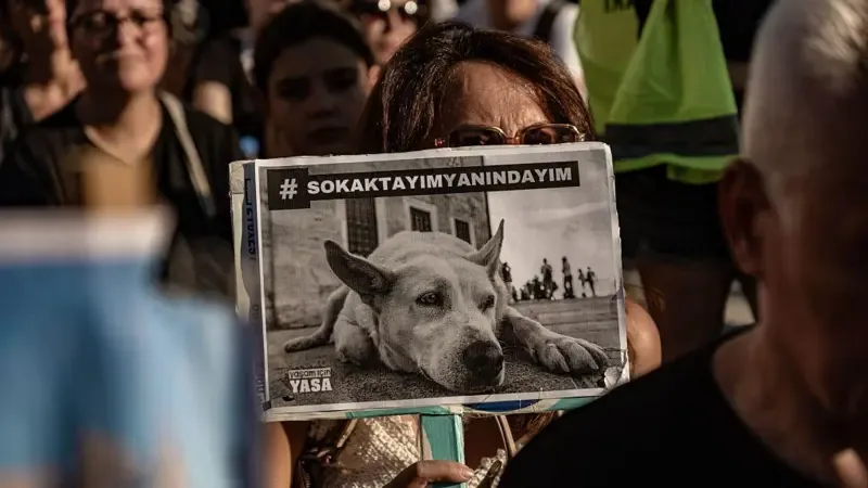 Sokak hayvanları düzenlemesinin ikinci yılı: Sahada yaşananlar ve tarafların görüşleri