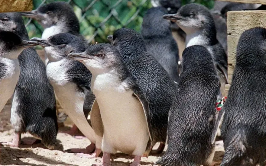 Penguenleri kuş gribine karşı korumak için aşılama çalışması başlatıldı